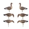 Чучела Duck Mania Белолобый гусь (6 шт.)